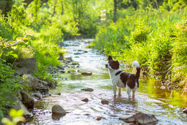 a dog stands in a stream on a hot day
