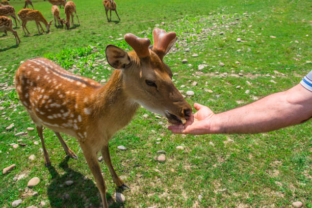 istock deer farm. wild animals grazing on a summer day. 1412847464