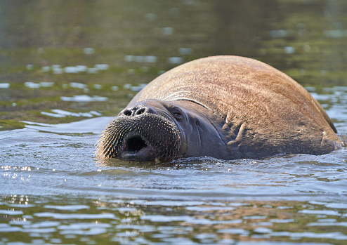 Female walrus known as 