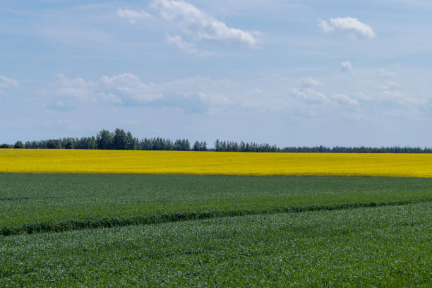 istock An agricultural field where green cereals grow 1412847829