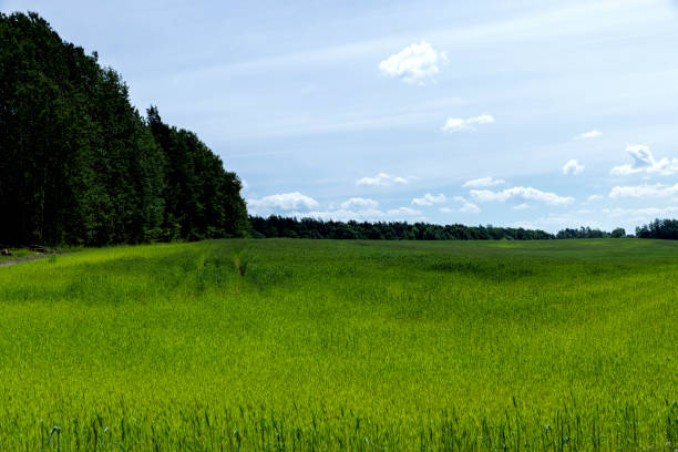 An agricultural field where green cereals grow, a field where wheat and other cereals are grown to produce food
