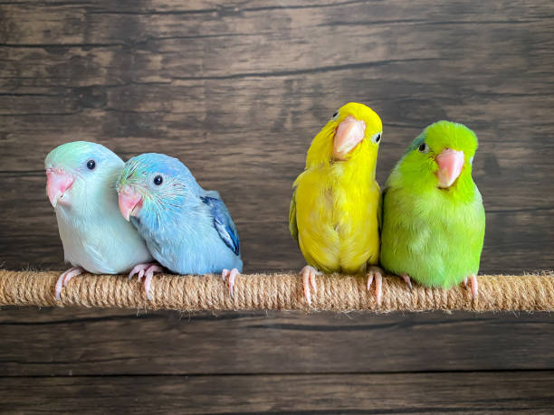 istock Four Forpus different color parrot bird 1412849442