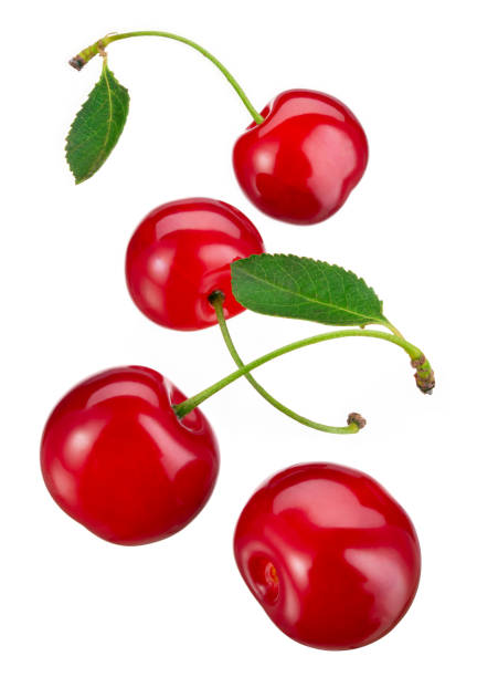 istock Cherry isolated. Falling sour cherries with leaves on white background. Flying cherry. 1412851071