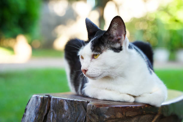 istock A cat roaming in the garden 1412852720