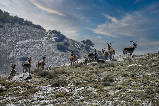 The Iberian ibex or ibex is one of the species of bovids of the genus Capra that exist in Europe.