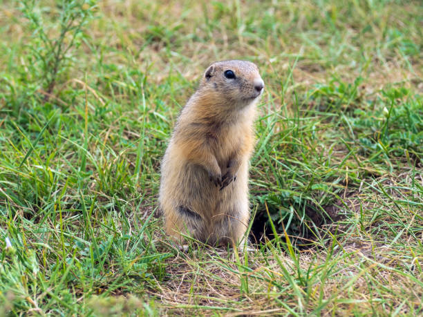 istock Portrait of the gopher protruding from its hole. Close-up 1412853745