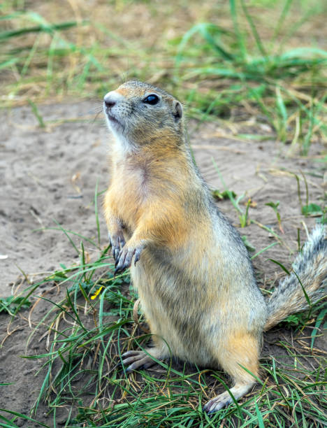 istock Gopher is standing on its hind legs on the grassy field 1412853909