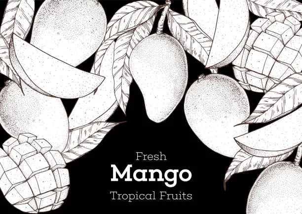 Vector illustration of Mango fruit hand drawn package design. Vector illustration. Sketch for design, brochure illustration. Vintage retro design. Mango frame illustration. Can used for packaging design.