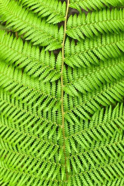 Detail top view of leaf of soft tree fern