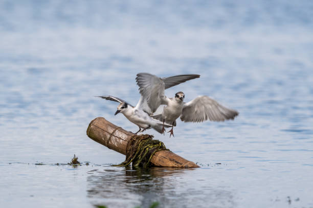 istock Close-up of two sitting juvenile whiskered tern 1412856090