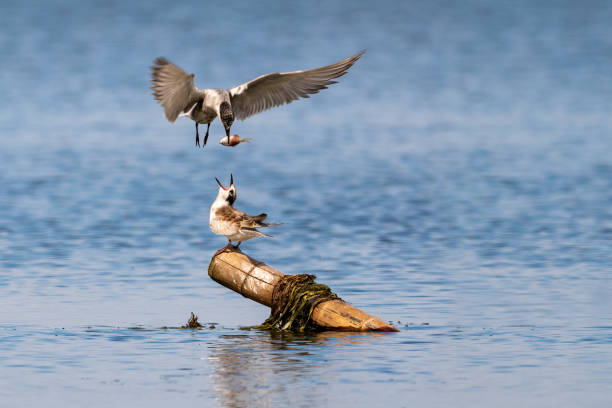 Close-up of a sitting juvenile whiskered tern during feeding Close-up of a sitting juvenile whiskered tern during feeding with beautiful blue background on a sunny day during springtime chinese frog stock pictures, royalty-free photos & images