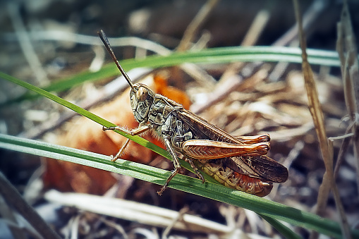 Camouflaged ground mantis (Eremiaphila baueri) in desert sand in Qatar. Selective focus