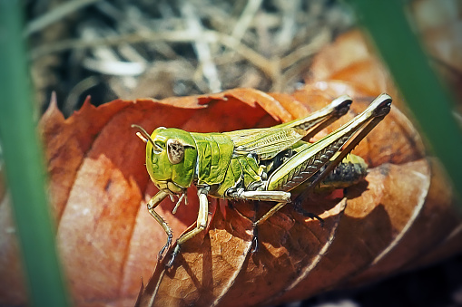 Chorthippus parallelus Meadow Grasshopper Insect. Digitally Enhanced Photograph.