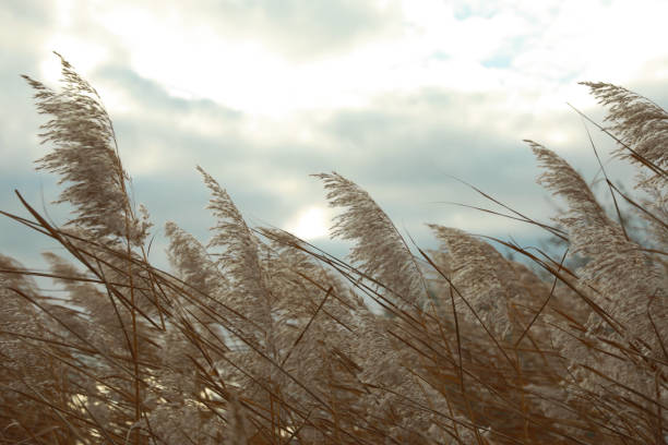 istock Beautiful dry reeds under cloudy sky outdoors 1412858409