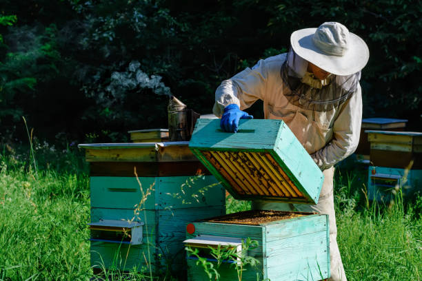 istock Beekeeper working collect honey. Beekeeping concept. Farmer wearing bee suit working with honeycomb in apiary. Organic farming. Copy-space. 1412858494