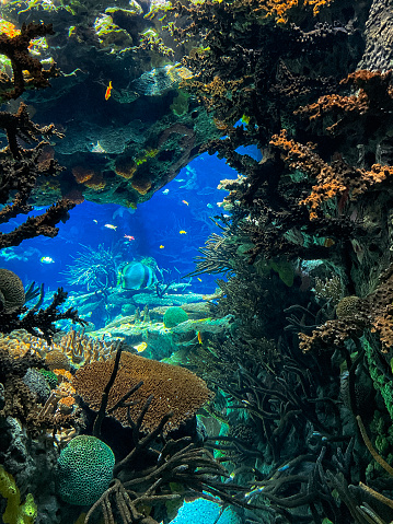 Beautiful sea corals in blue water. Underwater life background