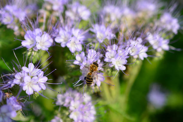istock honey bee on purple flower isolated, close-up 1412860544