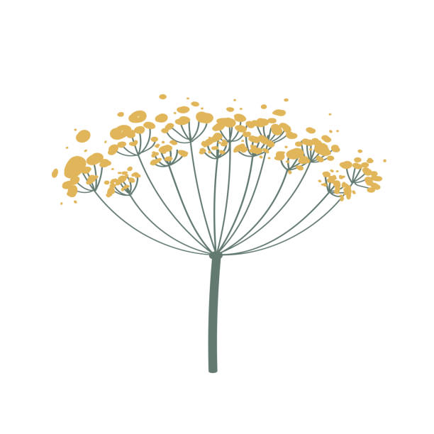 フェンネルまたはディルの花は白く孤立しています。手描きのベクターイラスト。料理、薬草のための香り高い調味料。製品パッケージ用のステッカーのアイコン。 - fennel dill flower isolated点のイラスト素材／クリップアート素材／マンガ素材／アイコン素材