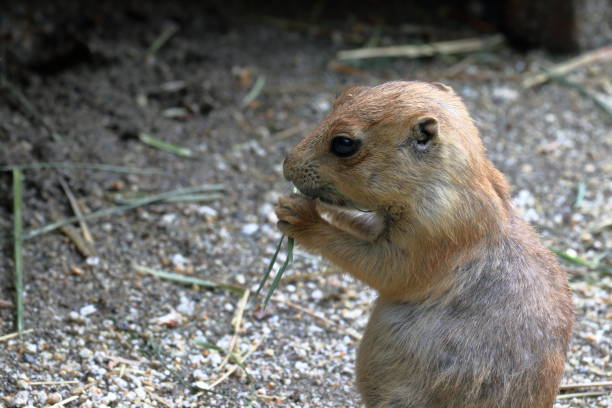 istock prairie dog kid,eating 1412863057