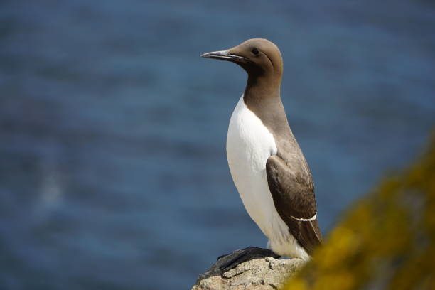 istock Guillemot 1412863212