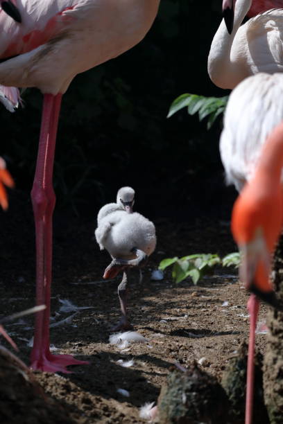 istock flamingo baby,standing on one leg 1412863930