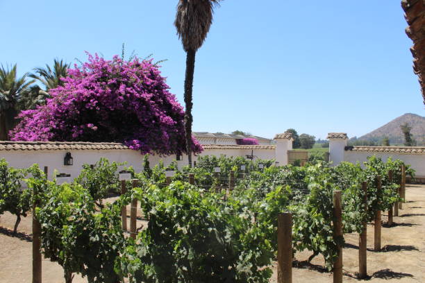 istock Plants in Santiago 1412863989