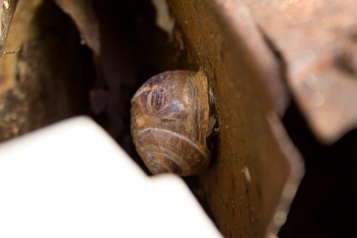 Snail shell over rusty iron