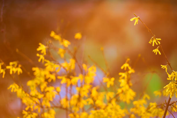Forsythia with yellow flowers blooming in spring garden bush on a bright spring day with sun backlight, springtime concept and springtime background.