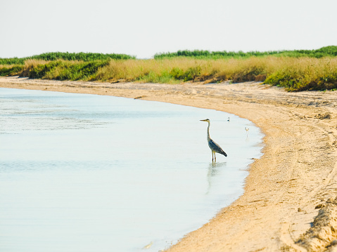 A heron stands in the water on a sandbar on a sunny day.