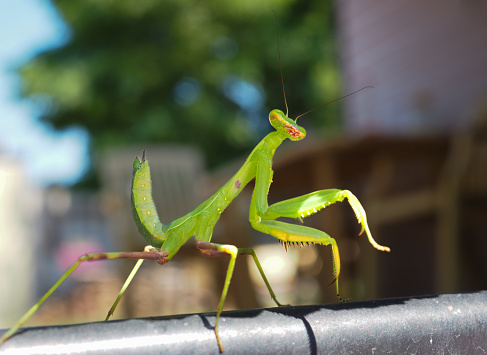 Green praying mantis. Selective focus. Closeup of insects