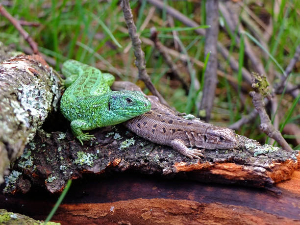 Close up of two male wall lizards (Podarcis muralis) in the middle of a fight