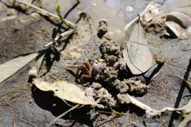 Photo of Burrowing crab