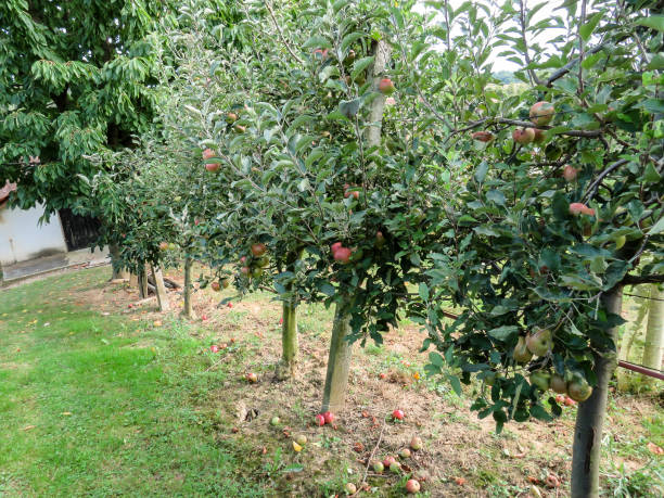 istock Apples in the orchard 1412866478
