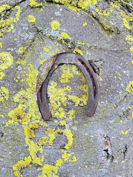 istock vintage old horseshoe grown in a tree as a lucky charm 1412866596