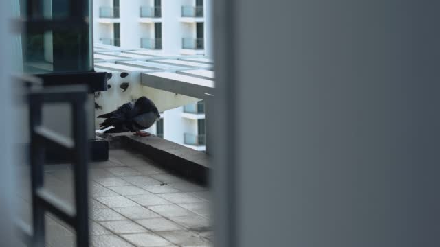 The pigeon rests in a quiet corner.