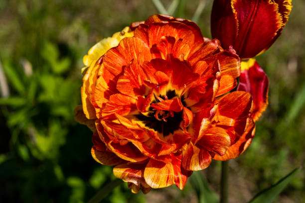 istock Blossoming tulip in summer garden, natural light shot. 1412867291