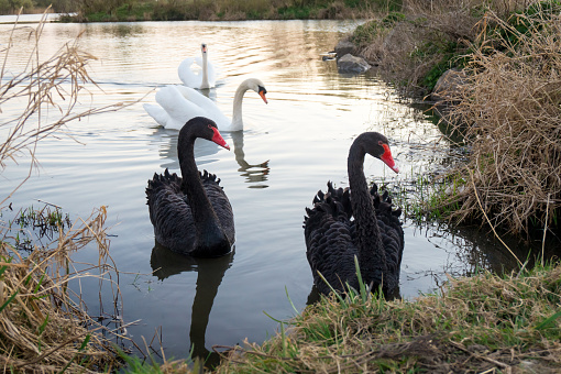 Black and white swans together. Two couples of swans swimming in a pond. Cygnus atratus and Cygnus olor.