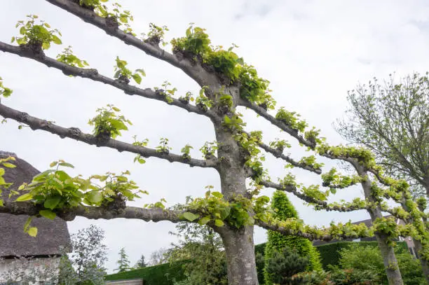Espalier Linden Tree, trained shaped Lime trees in the Netherlands in Spring