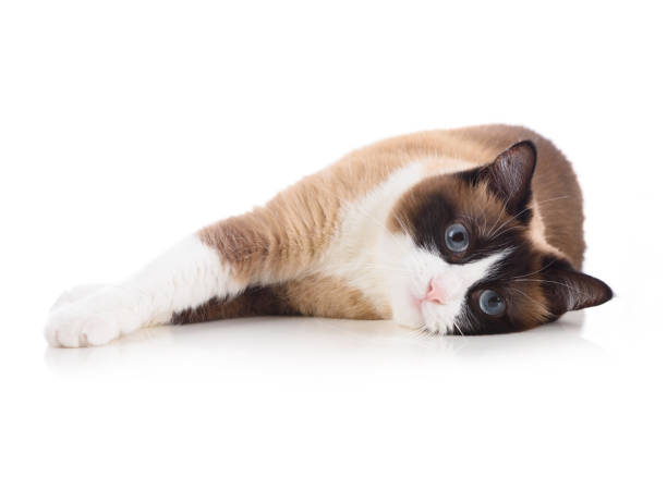 istock Relaxed snowshoe cat lying isolated on white background 1412869186