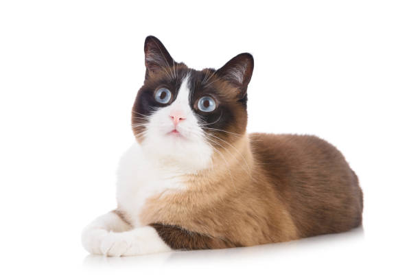 istock Curious snowshoe cat lying on white background isolated 1412869250