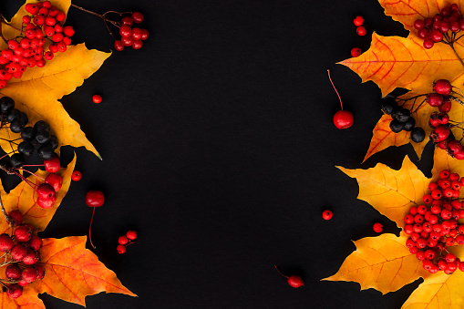 Bright maple autumn leaves and red berries on a black background.Creative autumn flat lay.Copy space,top view.