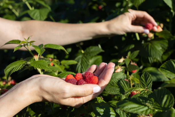 a woman's hand holds in her palm a raspberry picked from a bush - women red fruit picking imagens e fotografias de stock