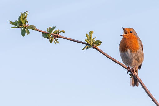 European robin (Erithacus rubecula) singing from a branch in an English garden