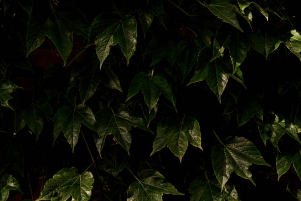 istock Natural background of green ivy leaves, nature texture. Ivy pattern. 1412872113