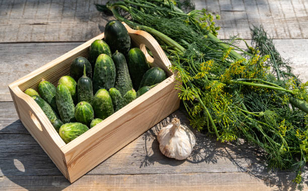 istock Wooden box with cucumbers in the garden 1412873459