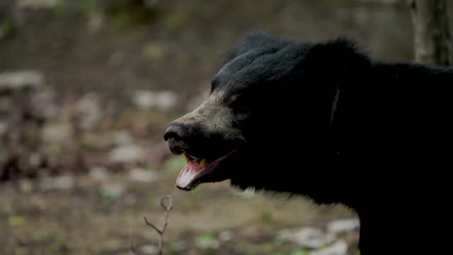 A sloth bear grazing in a central forest in India in slow motion