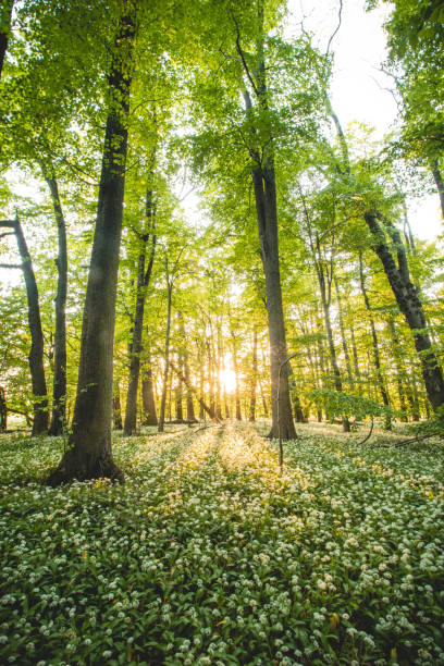 istock Sunset in a protected forest with beautiful white growing bear garlic. Allium ursinum under orange light. Polanska niva, Ostrava, czech republic 1412873855