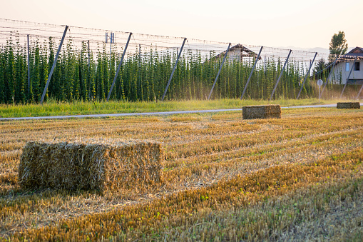 Three hay bales on a field, with hops field in the background