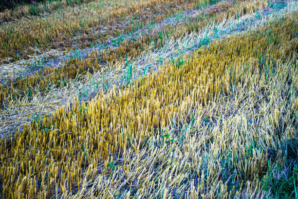 istock Wheat crop, after the harvest 1412875250