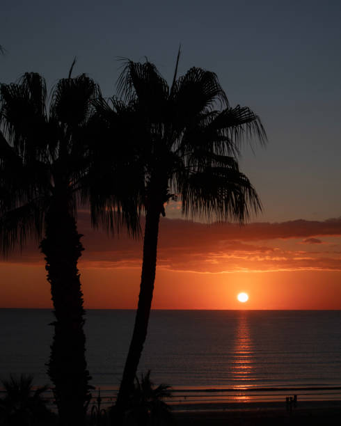 istock Palm tree silhouette during sunrise time in the morning 1412875543